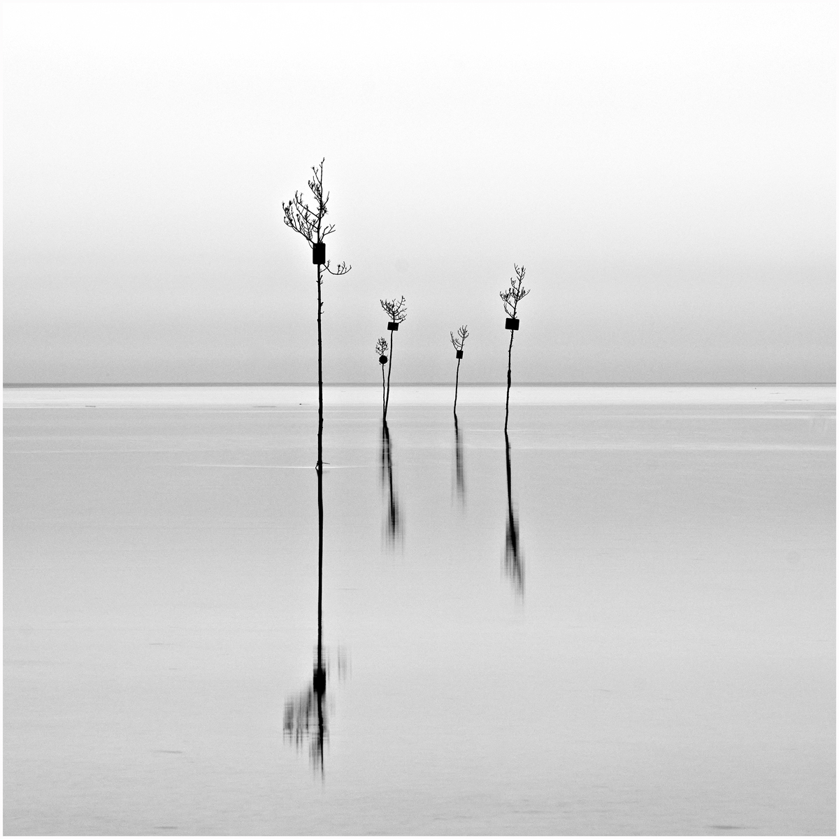 Gidez Reed Clam Trees Print   Mono   Class A 20251112